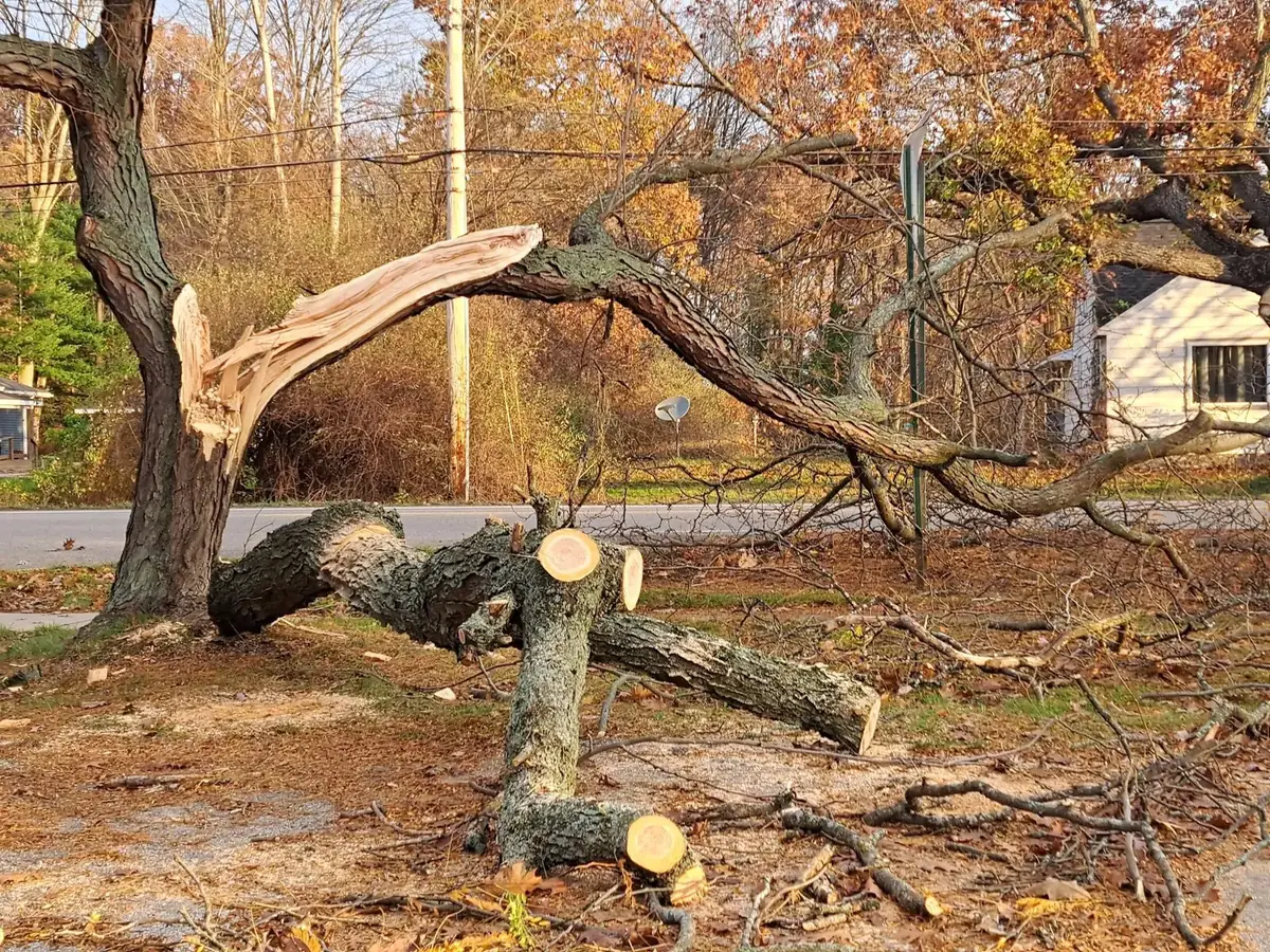 Fallen tree removal in Rome, GA