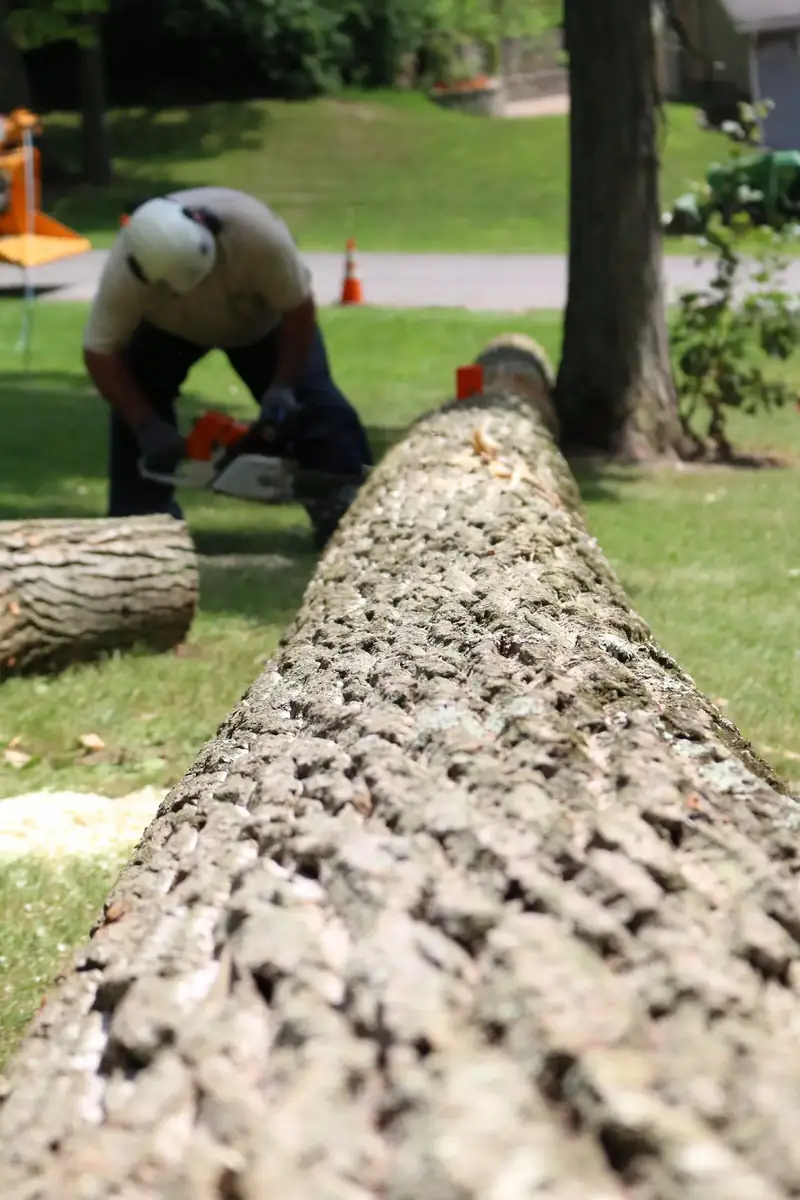 Tree cutting service in Floyd County, GA