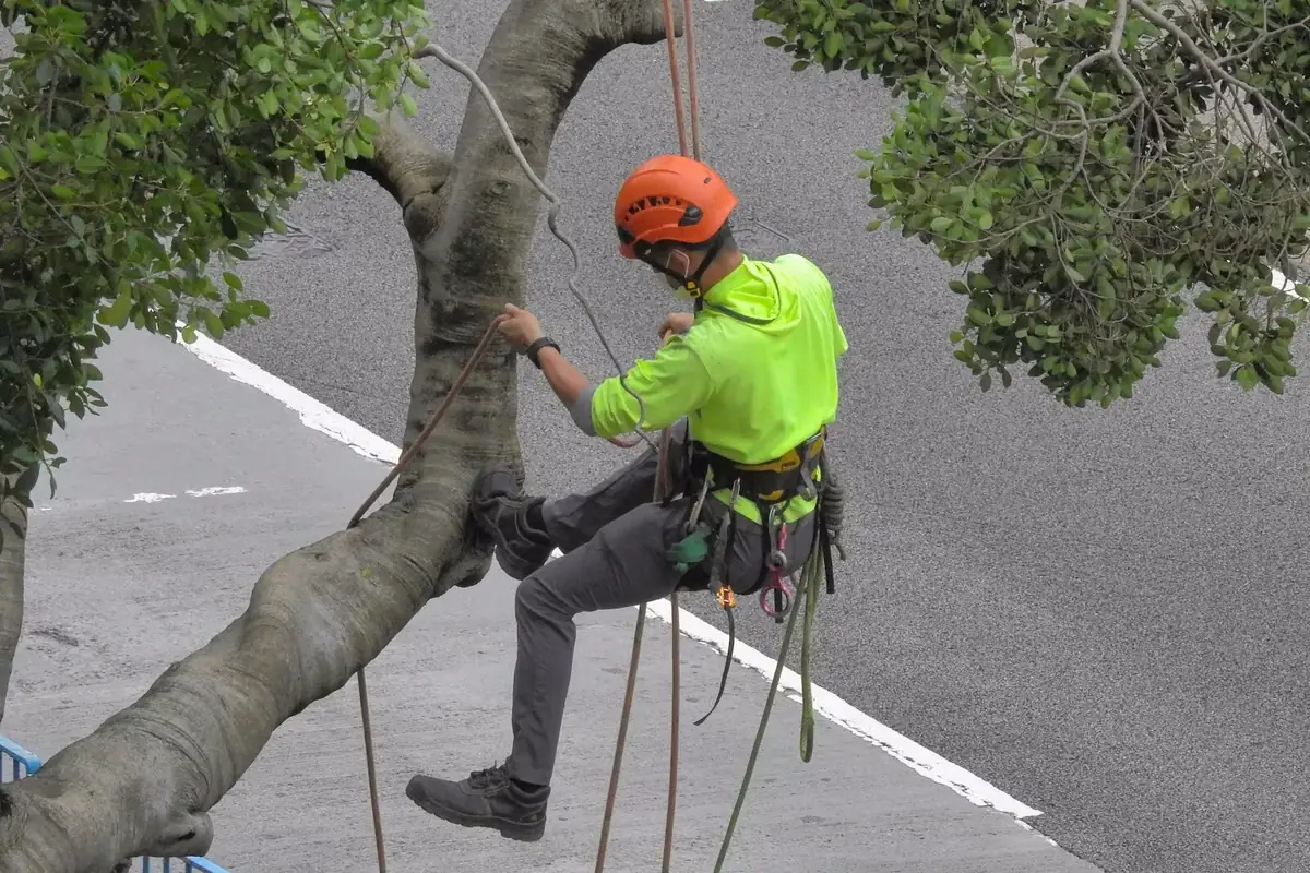 Tree trimming and pruning in Floyd County, GA
